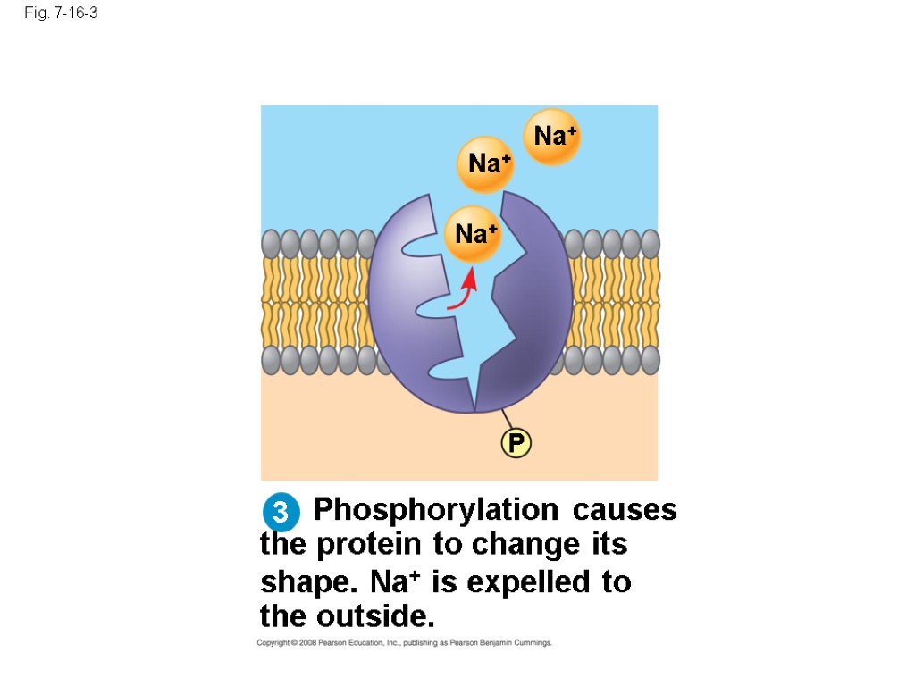Fig. 7-16-3 Phosphorylation causes the protein to change its shape. Na+ is expelled to